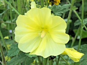 20+ Russian Hollyhock Seeds - Alcea rugosa - Tall Yellow Flowered Perennial - Picture 1 of 3