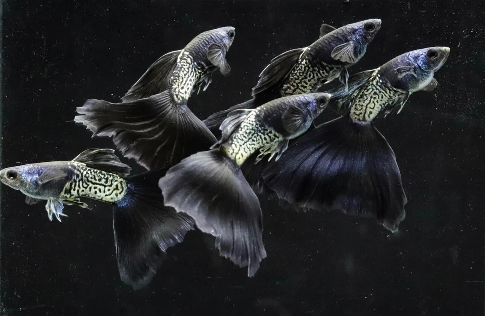 1 TRÍO PEZ GUPPY VIVO METAL ENCAJE NEGRO ALTA CALIDAD VENDEDOR DE ESTADOS UNIDOS 1 MACHO 2 HEMBRA Foto 1 de 1