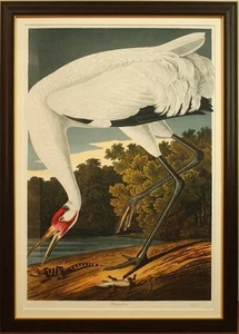 John James Audubon "Whooping Crane" Birds of America Lithograph Bernard Loates - Picture 1 of 9