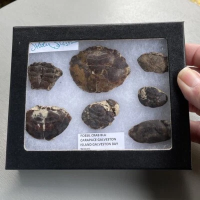 Glass Display Riker Box With Fossil Blu Crab Carapace, Galveston Texas - Image 1 of 4