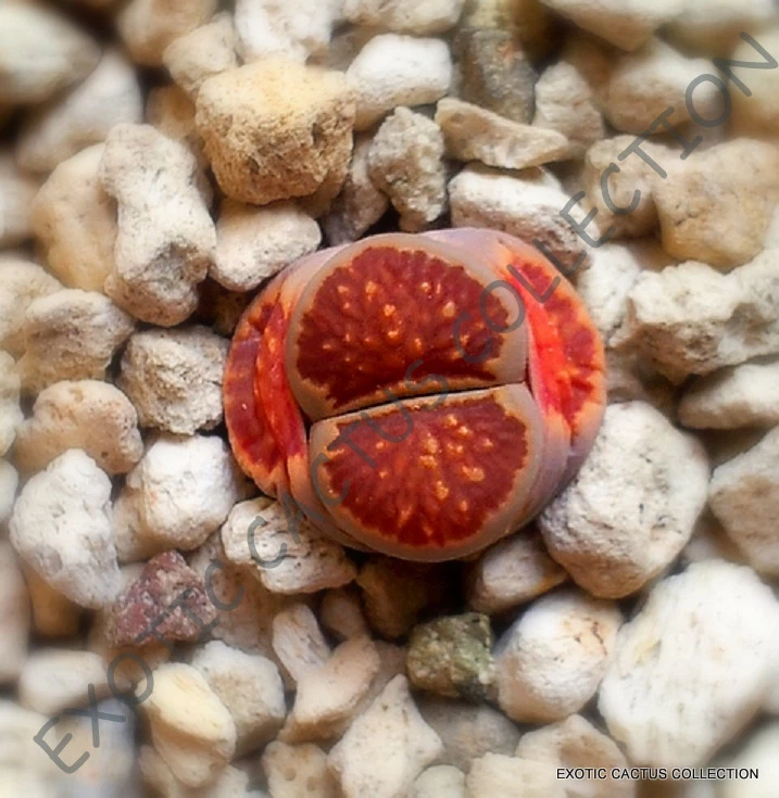 RARO LITHOPS JULII FULLERI, piedras vivas exóticas roca hielo planta semilla 50 SEMILLAS Foto 1 de 1