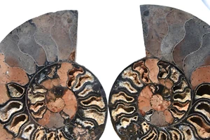 Large Black Ammonite Pair 187mm Deep Crystals XLARGE 7.4" 110myo fossil 3071xx - Picture 1 of 11