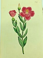 CROSS LEAVED CHIRONIA FLOWER PLANT 1804 Antique Print Original Curtis Botanical