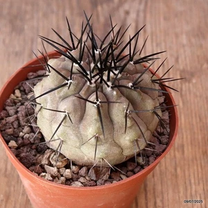 D5174 COPIAPOA CINEREA ESPINAS NEGRAS maceta 8,5-H5-W6 cm MaMa Cactus - Imagen 1 de 4