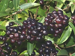 Semillas de arbusto Privet, Ligustrum vulgare (rápidas, resistentes, fragantes, seto) - Imagen 1 de 11