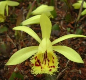 Pleione Forestii Orchid FS Bulb Mixed stock Yellow or Alba or Semi-alba #2 - Picture 1 of 8