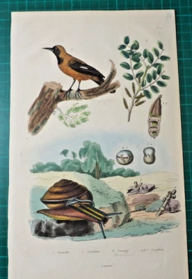 Vogel, Schnecken, Pflanze auf altkoloriertem Stahlstich von 1835 aus E. Guerin - Bild 1 von 3