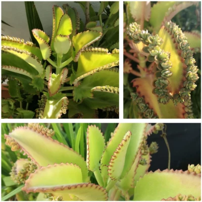 40 Kalanchoe laetivirens plantlets 40 Plántulas de calanchoe verde - Imagen 1 de 4