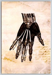 Postal Mano Esquelética Humana Anatomía Humana Biología Ciencia Ilustración Médica - Imagen 1 de 2
