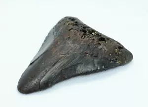 Megalodon Haizahn versteinert Meg Ära prähistorisch ausgestorben natürliches Fossil selten - Bild 1 von 9