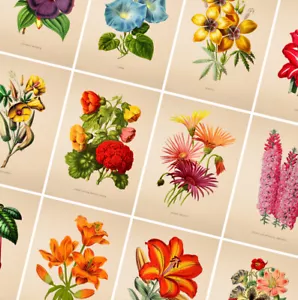 Poster fiori stampe vintage - poster botanico - regalo arte da parete decorazione casa - Foto 1 di 49