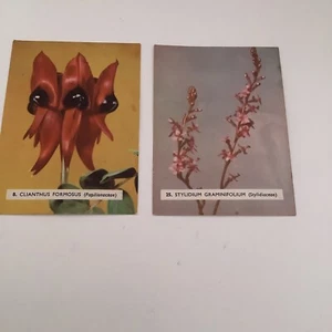 1962 Sanitatarium Weet-Bix Wildflowers Of Australia Two Cards WB1 - Picture 1 of 2