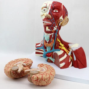 33*22*42CM Model of deep anatomical structure of neck Medical Anatomy Model - Picture 1 of 10