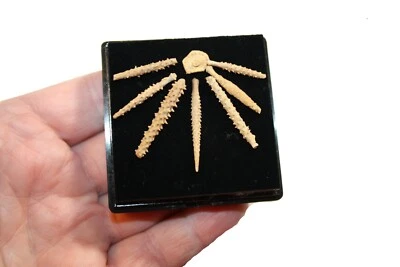 Pennsylvanian fossil echinoid Archaeocidaris Wayland Shale spines in display - Image 1 of 4