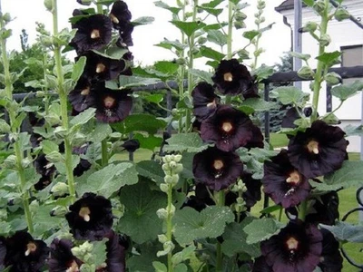 120+ SEMILLAS DE FLORES PERENNES HOLLYHOCK NEGRAS, NIGRA ALCEA ROSEA 6 PIES Foto 1 de 3