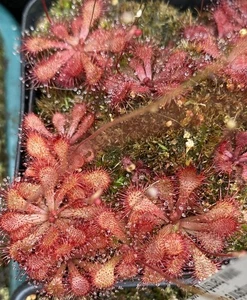 Drosera natalensis - Natal Sundew - Carnivorous Plant - 15 x fresh seeds - Picture 1 of 1