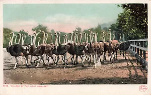 OSTRICH FARM CHARGE OF THE LIGHT BRIGADE 1910 DETROIT PUBLILSHING POSTCARD 51524 - Picture 1 of 2