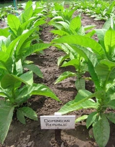 1000 Dominican Republic Olor Seeds ~ Fine Cigar Wrapper Nicotiana Tabacum - Picture 1 of 5