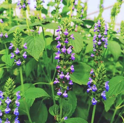 Chia Seeds - For 2025 Planting Salvia Hispanica Herb Purple White Flowers Mint - Image 1 of 4
