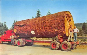 Cartolina camion consegna tronchi di abete gigante Arlington WA - Foto 1 di 2
