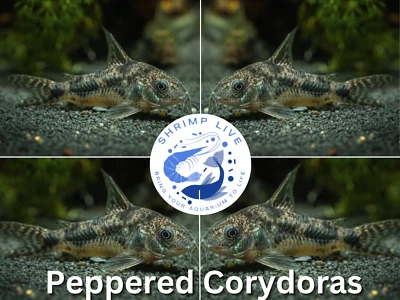 2 peces vivos Corydoras pimientadas (Corydoras paleatus) 0,75-1") Foto 1 de 2