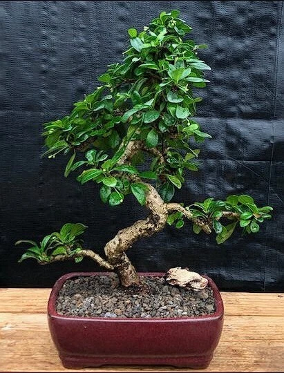 Árbol Bonsai de Té Fukien Vivo Curvo Estilo Tronco Floración Ehretia Microphylla 18" Foto 1 de 1