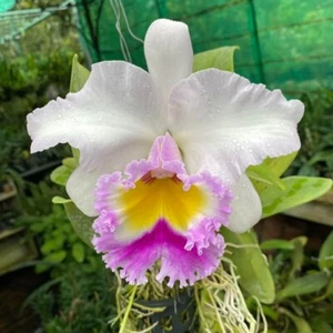 Maceta rosa siam planta orquídea cattleya tamaño 3-4 pulgadas - Imagen 1 de 5