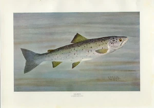 1907 Original Antique Fish Print ~ Salmon - Picture 1 of 1