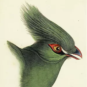 1836 Swainson & Jardine incisione uccellino colorata a mano, pl. 21, SENEGAL TOURACO - Foto 1 di 6