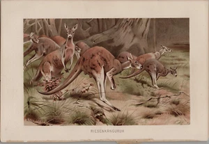 1880er Jahre F.W. Kuhnert Kangaroos Chromolithographie Druck Original - Bild 1 von 2