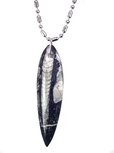 BUTW ortoceras nautiloide fósil collar joyería con cadena 7002K - Imagen 1 de 1