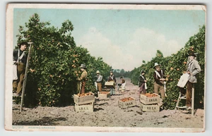 Postcard 1909 Picking Oranges in Florida - Detroit Publishing - Picture 1 of 2