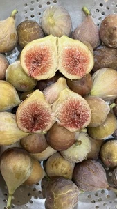 5 Celeste Fig Tree Cuttings, Early Producer, SM-Med Fruit Fantastic Berry Flavor - Picture 1 of 3