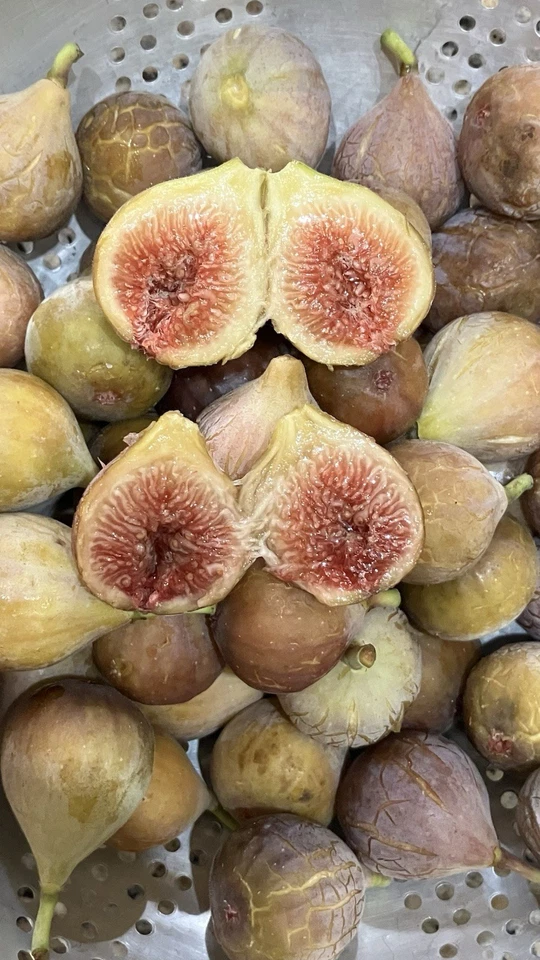 8 Celeste Fig Tree Cuttings, Early Producer, SM-Med Fruit Fantastic Berry Flavor - Image 1 of 4