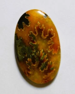 54.45 Cts Natural Ammonite Cabochon Loose Gemstone 41X25X6MM - Picture 1 of 3