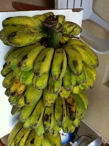  Plantain Banana Tree Saba Musa Plantation Fruit easy Quick shade get 20 ft tall - Picture 1 of 7