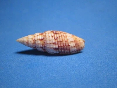 Mitra (Scabricola) variegata Reeve, 1844 "¡HERMOSO!"  (38,0 mm) Foto 1 de 4