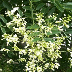 Japanese Pagoda Tree (Sophora japonica) 10 Seeds - Picture 1 of 1