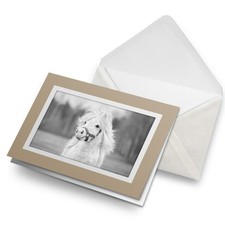 Greetings Card (Biege) BW - White Shetland Pony Animals Pets Cute  #41020