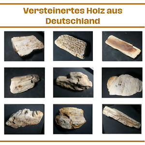 versteinertes verkieseltes Holz Tertiär 12 bis 20 Mio Jahre Deutschland Franken