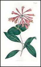 1808 CURTIS Botanica LONICERA SEMPERVIREN Carolina Honeysuckle Pl 1753 (CB3...