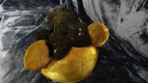 DISNEY PARKS MINNIE MOUSE EARS SHIMMER GOLD WITH BLACK BOW & FEATHER HAT Used - Picture 1 of 3