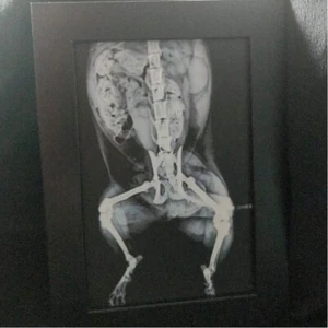 4x6 Frame Photo Cat Xray Print Oddities Unusual Decor Abdomen Bones Skeleton - Picture 1 of 2