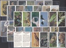 BROOKE BOND (TEA)-FULL SET- (DOUBLE CARDS) NATURAL NEIGHBOURS 1992 (L20 CARDS)