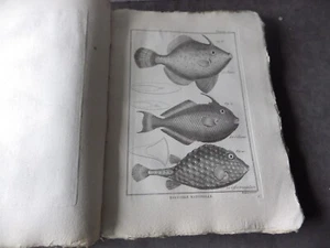 PANCKOUCKE ICHTCHYOLOGIE POISSONS GRAVURE ORIGINALE DE 1788 22 X 31 Cms - Foto 1 di 1