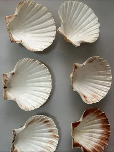 Natürliche Jakobsmuschel Französisch Kochen Muschelschalen 6er Set - Bild 1 von 15
