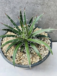 Agave Leopoldii , 150mm Pot - Picture 1 of 2