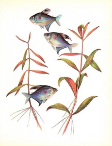 Vintage Tropical Aquarium Fish Print Red Spotted Bleeding Heart Tetra 4766-94 - Picture 1 of 1