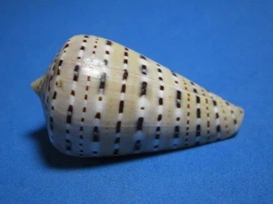 Conus genuanus Linnaeus, 1758 "A CLASSIC COLLECTIBLE!" (51.2mm) - Picture 1 of 6