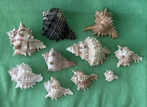 Conchas marinas océano 10 variedad de tamaños mediano pequeño playa peces decoración acuario concha - Imagen 1 de 12